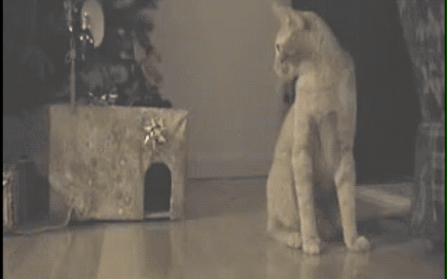 32 Laziest Cats The World Has Ever Seen