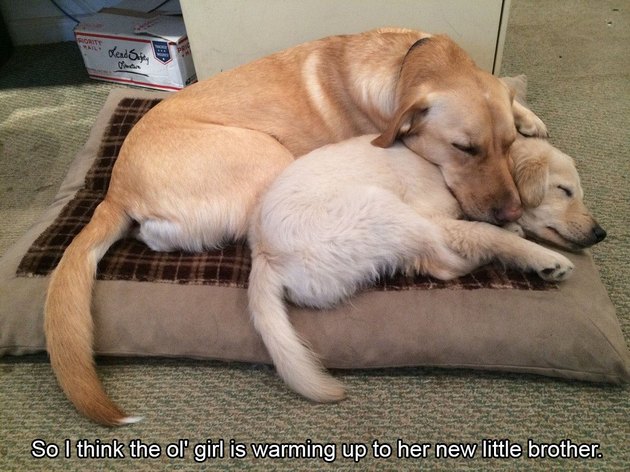 19 Super Wholesome Dogs Being Super Wholesome | Cuteness