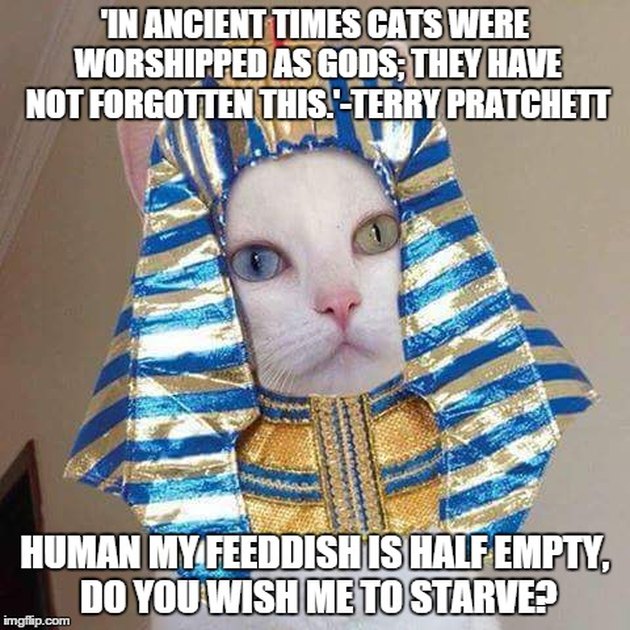 18 Photos That Prove Humans Still Worship Cats | Cuteness