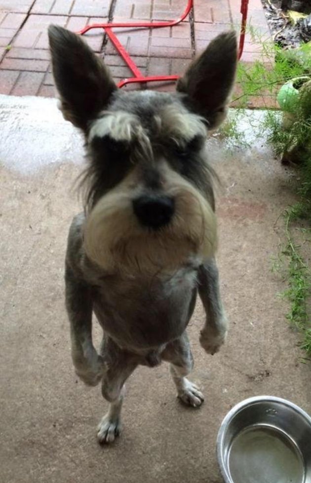 Just 21 Dogs Standing Up Like Human People | Cuteness