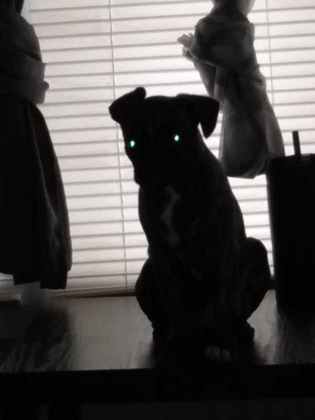 dog in shadows