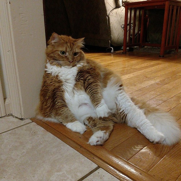 20 Cats Posing Perfectly for the Camera | Cuteness