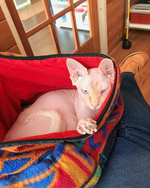 Cat named Baulzack, lol