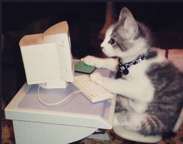 cat uses internet to search for funny cat names