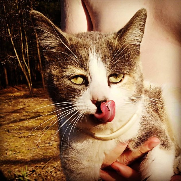 cat named Turtle