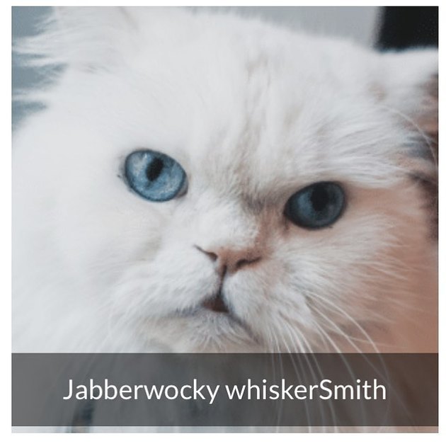Cat named Jabberwocky WhiskerSmith