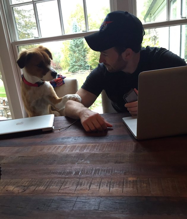 A definitive ranking of all the times "Avengers" star Chris Evans was the internet's favorite dog dad