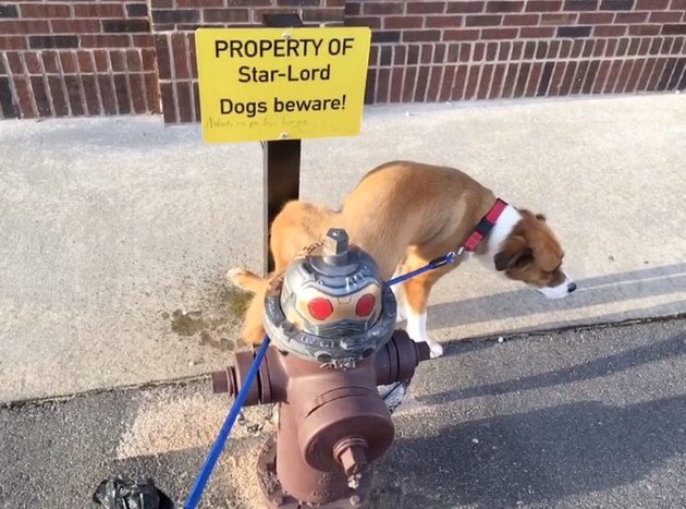 A definitive ranking of all the times "Avengers" star Chris Evans was the internet's favorite dog dad