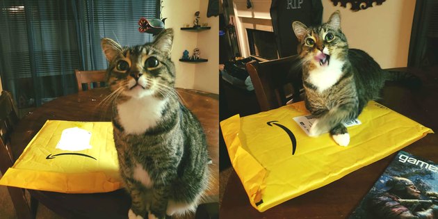 cat sits on Amazon delivery