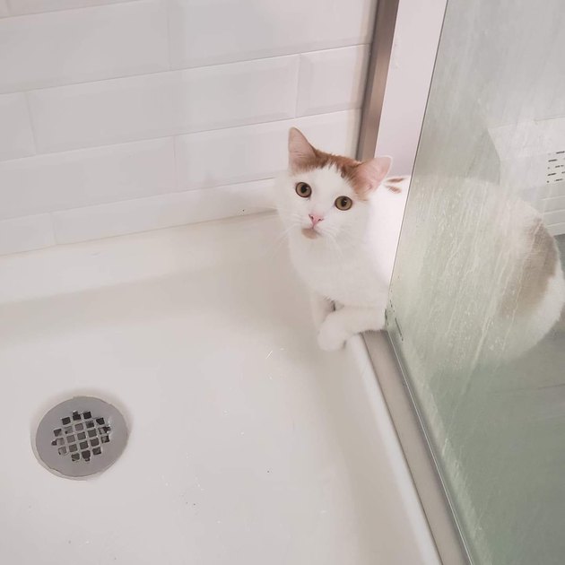 cat investigates shower