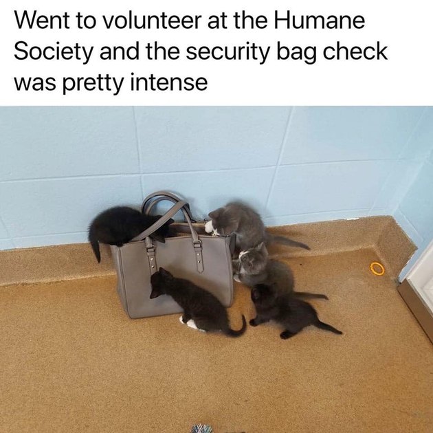 kittens investigate purse