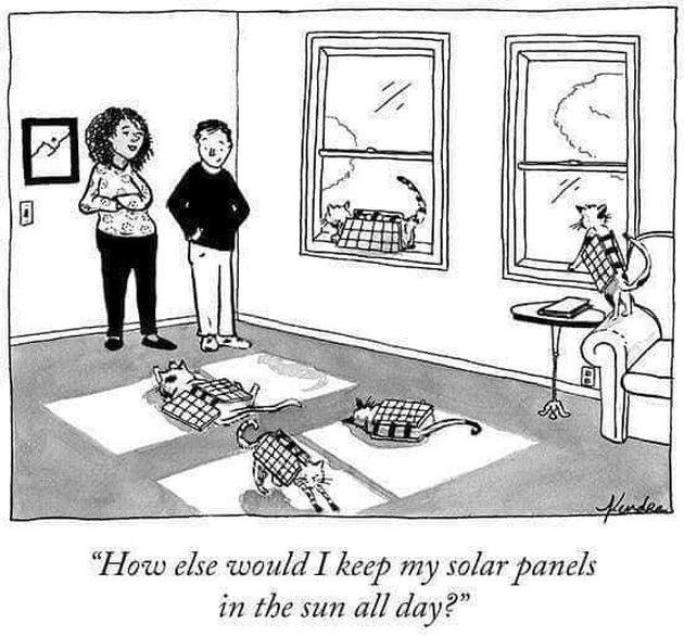 cartoon of cats wearing jackets made from solar panels