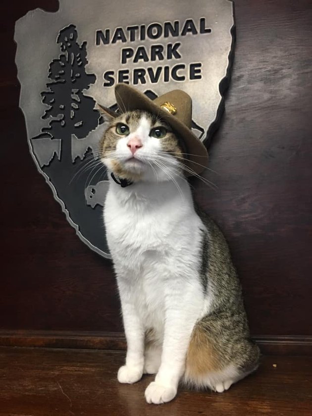 cat in national park service ranger hat