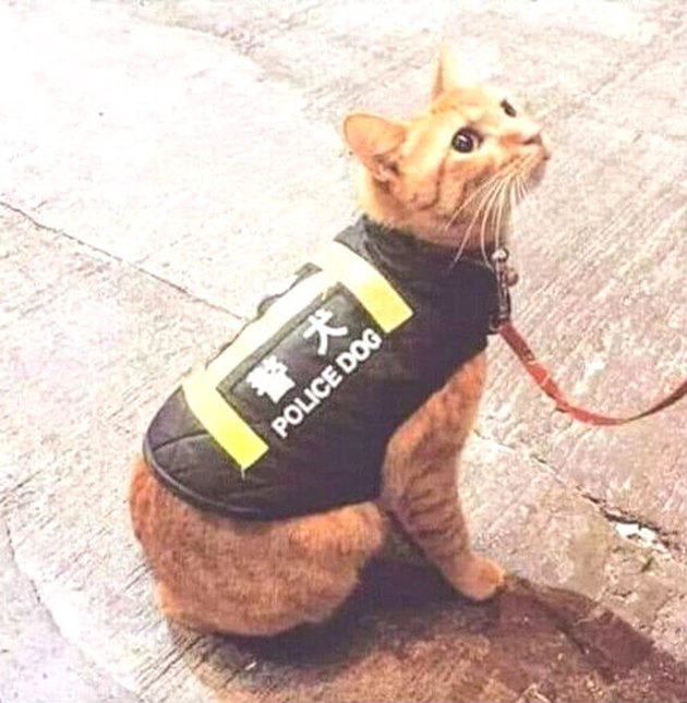 cat wearing police dog vest