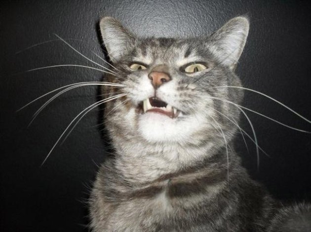 19 Perfectly Timed Photos of Sneezing Cats Cuteness