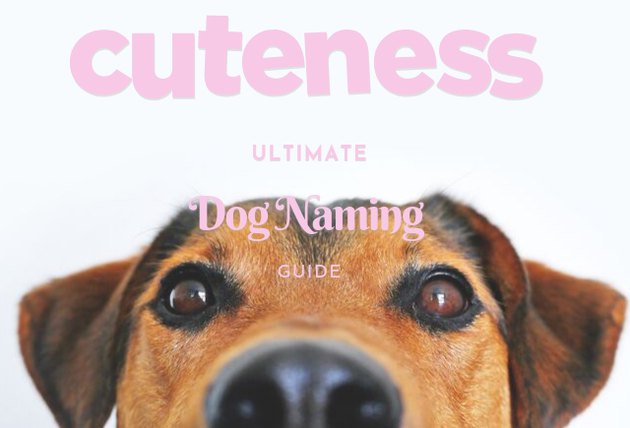 cuteness ultimate dog naming guide