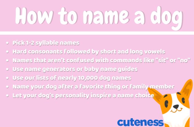 how to name a dog infographic
