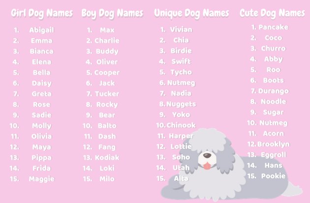 best dog names infographic