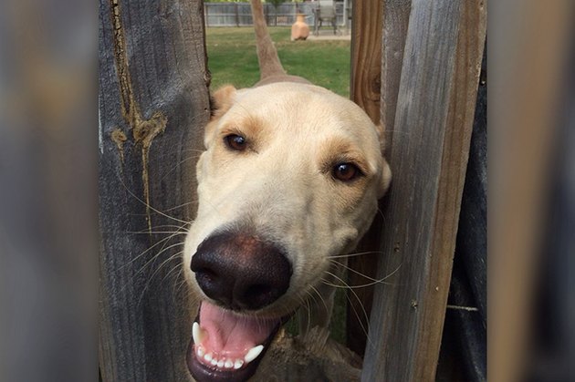 Dogs Peeking At You Through Fences
