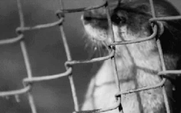 Dogs Peeking At You Through Fences