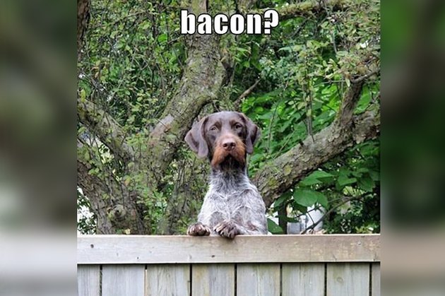 Dogs Peeking At You Through Fences