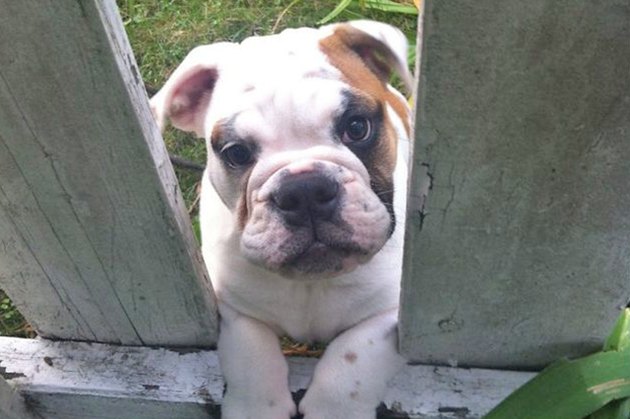 Dogs Peeking At You Through Fences