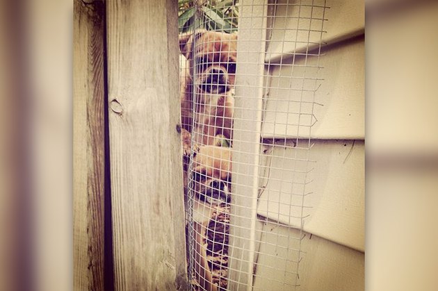 Dogs Peeking At You Through Fences
