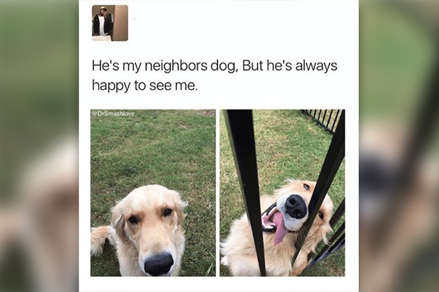 Dogs Peeking At You Through Fences
