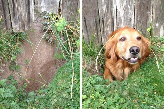 Dogs Peeking At You Through Fences
