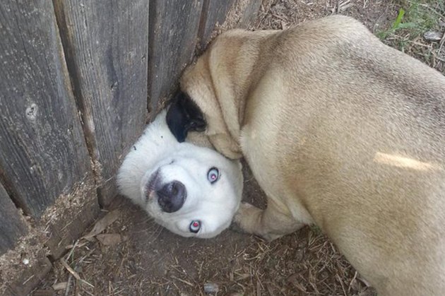 Dogs Peeking At You Through Fences