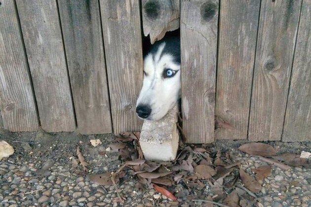 Dogs Peeking At You Through Fences