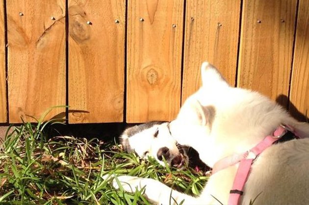 Dogs Peeking At You Through Fences