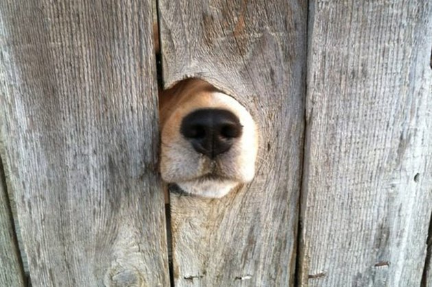 Dogs Peeking At You Through Fences