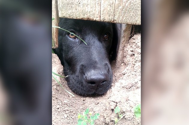 Dogs Peeking At You Through Fences