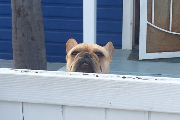 Dogs Peeking At You Through Fences