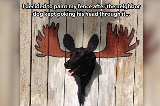Dogs Peeking At You Through Fences
