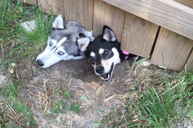 Dogs Peeking At You Through Fences