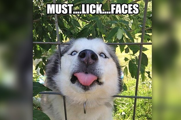 Dogs Peeking At You Through Fences