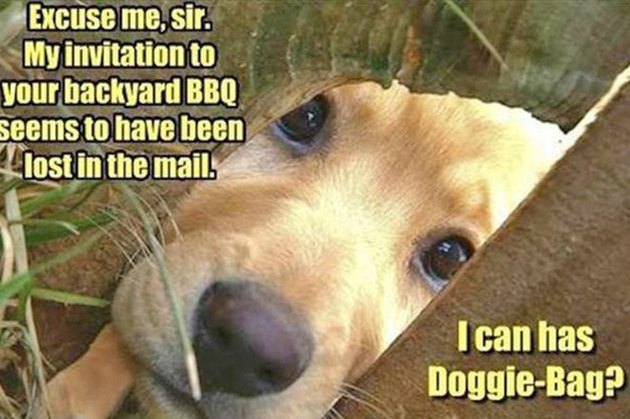 Dogs Peeking At You Through Fences