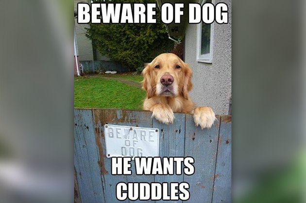 26 Dogs Peeking At You Through Fences | Cuteness