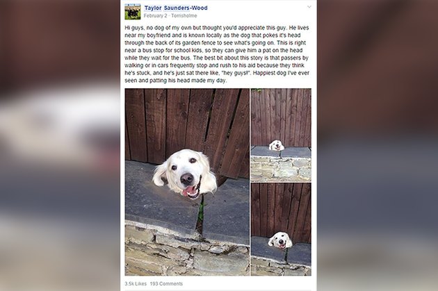 Dogs Peeking At You Through Fences