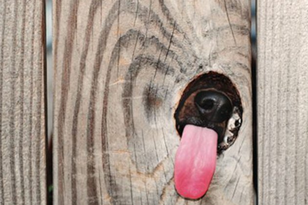 Dogs Peeking At You Through Fences