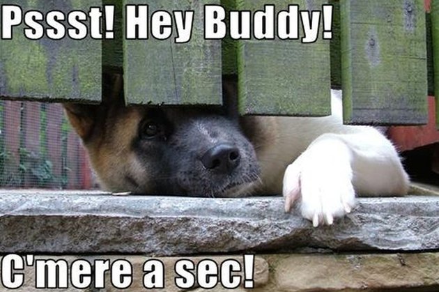 Dogs Peeking At You Through Fences
