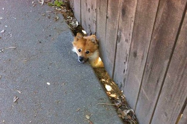 Dogs Peeking At You Through Fences