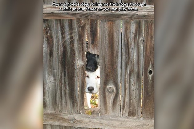 Dogs Peeking At You Through Fences