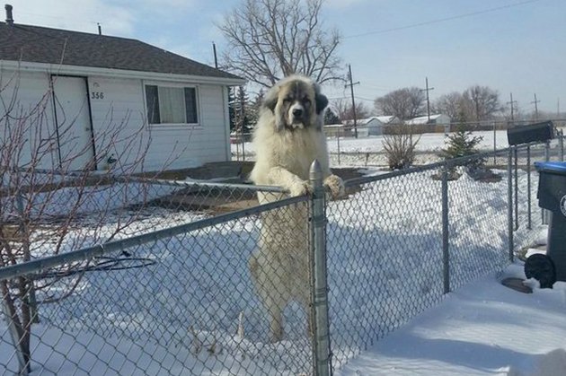 Dogs Peeking At You Through Fences