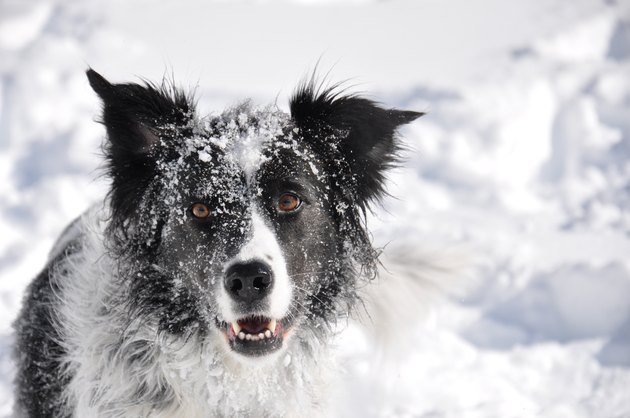 Border collie in snow