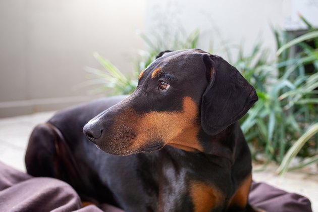 Doberman dog with natural floppy ears