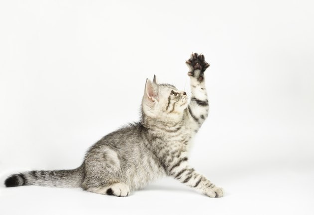 Tabby Kitten pawing at air