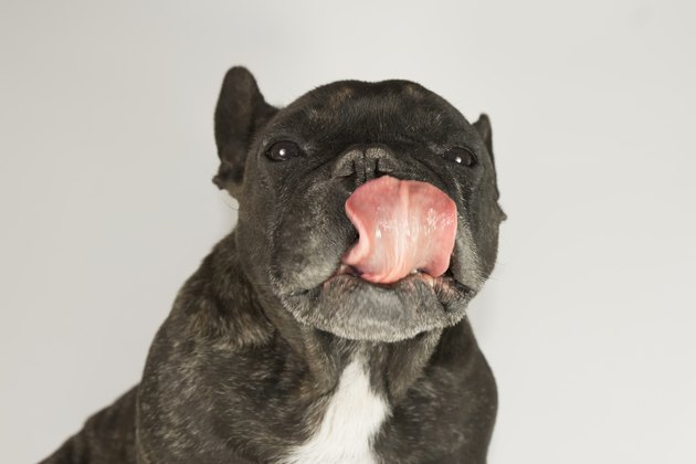 cute french bulldog with tongue out